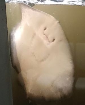 魟魚:我好無奈啊!!(圖/Twitter:murosui_kochi) ▲魟魚:我好無奈啊!!(圖/Twitter:murosui_kochi)