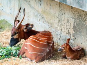 ▲斑哥羚羊的懷孕期將近十個月，一胎只生產一隻幼仔。（圖／臺北市立動物園授權提供）