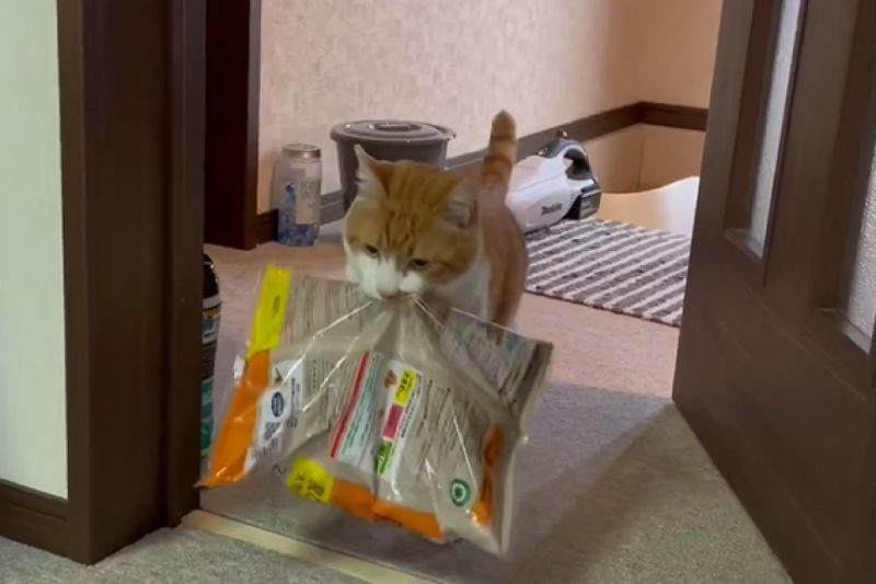 ▲日本這隻貓自己叼來2.5公斤的貓砂。（圖／Instagram：twistagram_1993）