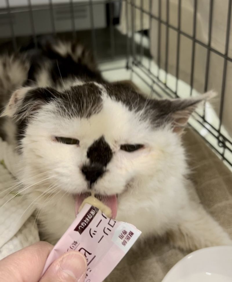 ▲貓貓在獸醫院中受到眾人關照。（圖／Twitter：6pikuuOTUnIU9W6）
