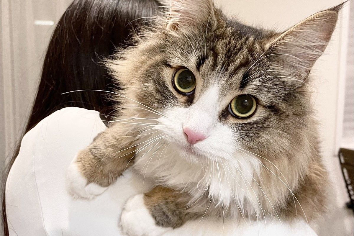 ▲該隻挪威森林母貓僅10個月大，個頭卻比其他品種的成年貓大上幾倍。（圖／Twitter：shiroan_chan）