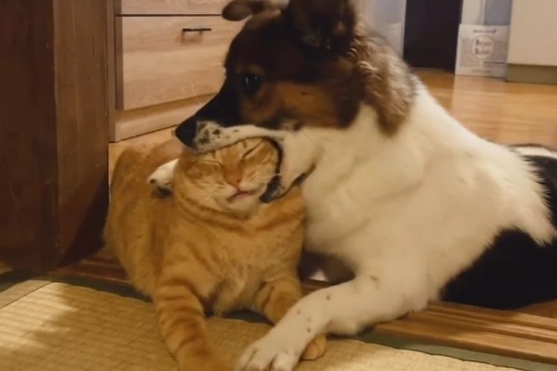 ▲日本這隻狗狗超愛家中橘貓，有事沒事就想把人家整顆頭含進嘴裡。（圖／Instagram：n.hawnyan）