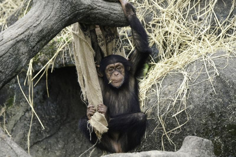 ▲年輕的黑猩猩有可能玩心更重，容易觀察到牠們利用身邊可以取得的素材當作玩具。（圖／臺北市立動物園授權提供，詹德川攝）