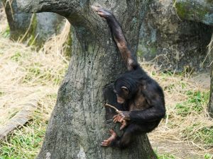 ▲聰明的黑猩猩會使用工具。（圖／臺北市立動物園授權提供，詹德川攝）
