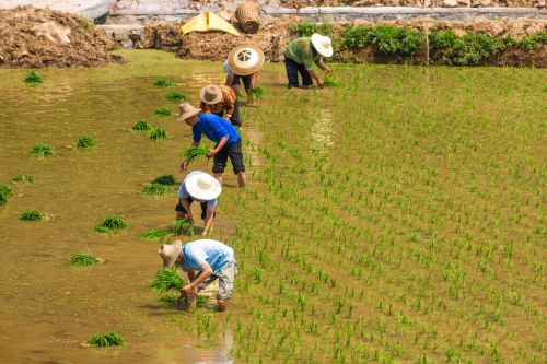 中國農民退休金繳費「1年近5萬」引反彈！媒體曝繳不起關鍵
