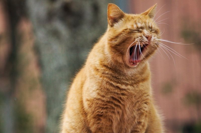 ▲貓行為獸醫師林子軒分享一個專屬於貓咪的智力測驗。（示意圖／Pixabay）