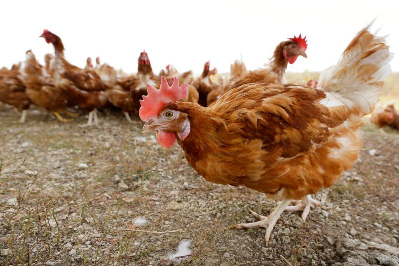 ▲H5N1禽流感疫情在全球持續升溫，在美國已造成數百萬隻雞被撲殺、雞蛋價格居高不下。（圖／美聯社／達志影像）