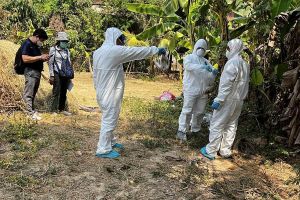 柬埔寨稱禽流感未「人傳人」　英媒：病毒有突變跡象
