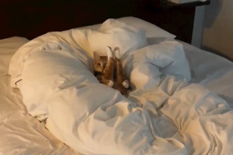 ▲來自韓國的貓咪「雷」躺在床上，竟擺出一個莫名妖嬈的姿勢。（圖／Instagram：naneun_thunder）