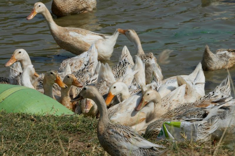 ▲H5N1禽流感病毒正在世界各地的鳥類中廣泛傳播，包括人類在內的哺乳動物，病例報告也在增加中。示意圖。（圖／美聯社／達志影像）