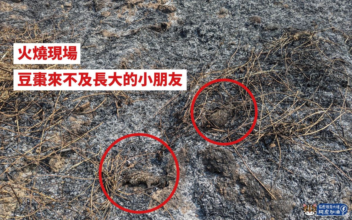 ▲近期又傳疑似農民燒雜草引起火災，導致2隻約1個月大的石虎寶寶被燒死，消息曝光引爆網友悲憤。（圖／粉專「石虎保育大使 阿虎加油」授權）
