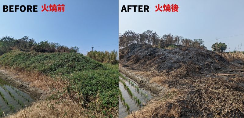 ▲火災發生前後，豆棗巢穴附近的地貌變化。（圖／翻攝「石虎保育大使 阿虎加油」粉專）