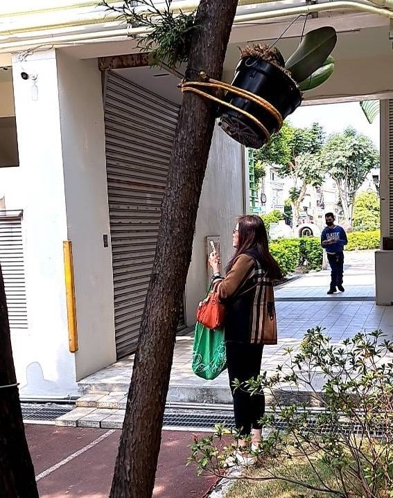 ▲蔡培慧陣營在同一地點拍到另名監票聯盟成員和蘭花盆祕錄器。（圖／蔡培慧競總提供，2023.03.05）