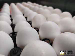 台灣贏球最狂祭品文！他要發1千顆雞蛋了　時間地點曝光
