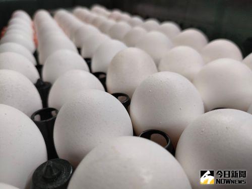 5402萬進口蛋銷毀恐釀污染　循環署：在行政院協調過
