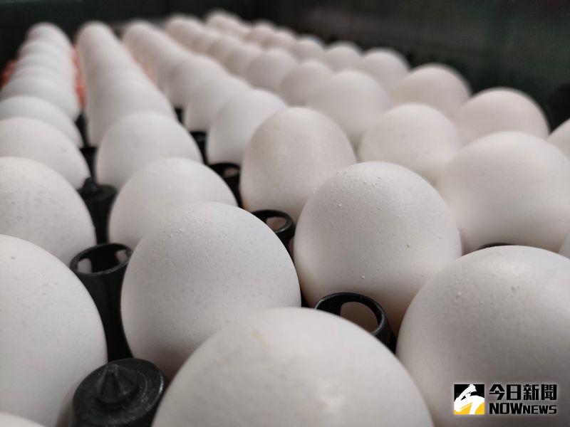 ▲這週蛋價維持批發價每台斤49元、產地價39.5元。（圖／記者許若茵攝，2023.03.05）