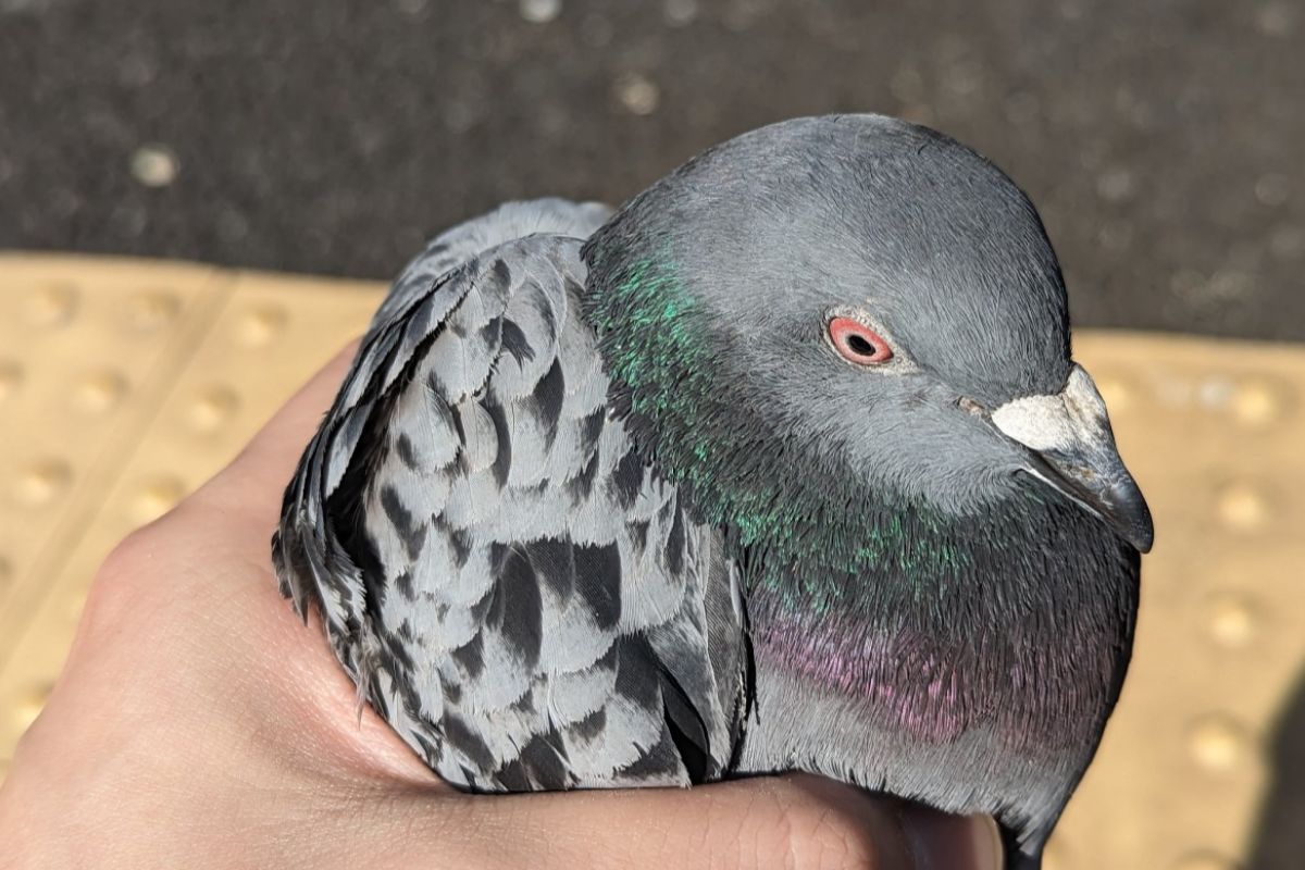 ▲日本網友撿到一隻野生鴿子，被拿在手裡搓揉也不反抗，相當乖巧。（圖／Twitter：zuky） 