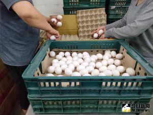 金門雞蛋「禁輸台？」　農委會防檢局火速闢謠：從未禁止
