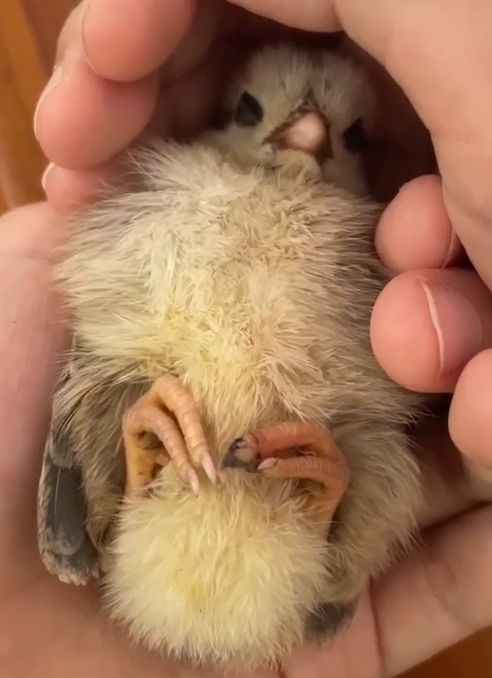 ▲喜愛小動物的施姓男童，去年買下路邊的小雛雞回家當寵物，並幫牠取名「金克拉」。（圖／民眾提供）