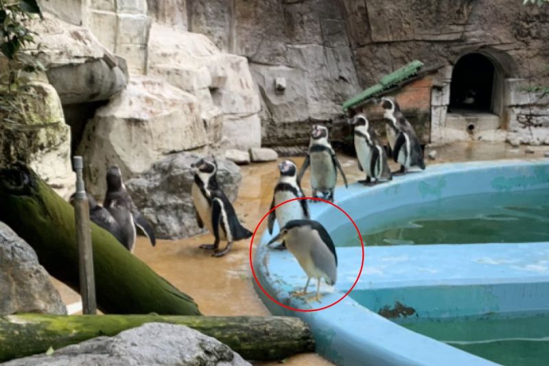 ▲日本網友在平川動物公園的企鵝區裡面發現一隻「怪怪的動物」。（圖／Twitter：pocoa_poco_ff14）