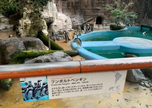 遠遠看過去,你發現企鵝區哪裡奇怪的嗎?(圖/Twitter:pocoa_poco_ff14) ▲遠遠看過去,你發現企鵝區哪裡奇怪的嗎?(圖/Twitter:pocoa_poco_ff14)