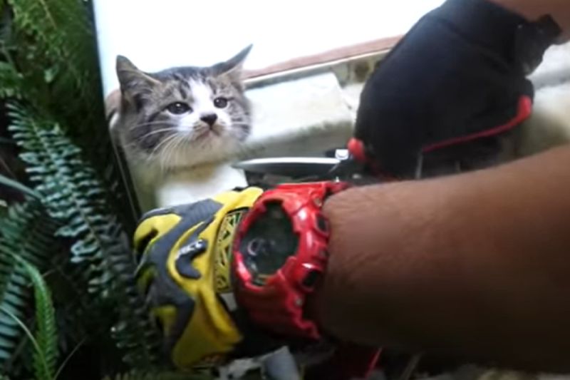 ▲日本長崎有隻貓被卡在洗衣機下方的管道中。（圖／Youtube： プロ アニマルレスキュー隊）