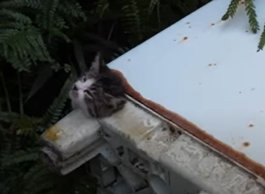 ▲小貓被卡在廢棄洗衣機下方的管道中。（圖／Youtube： プロ アニマルレスキュー隊）
