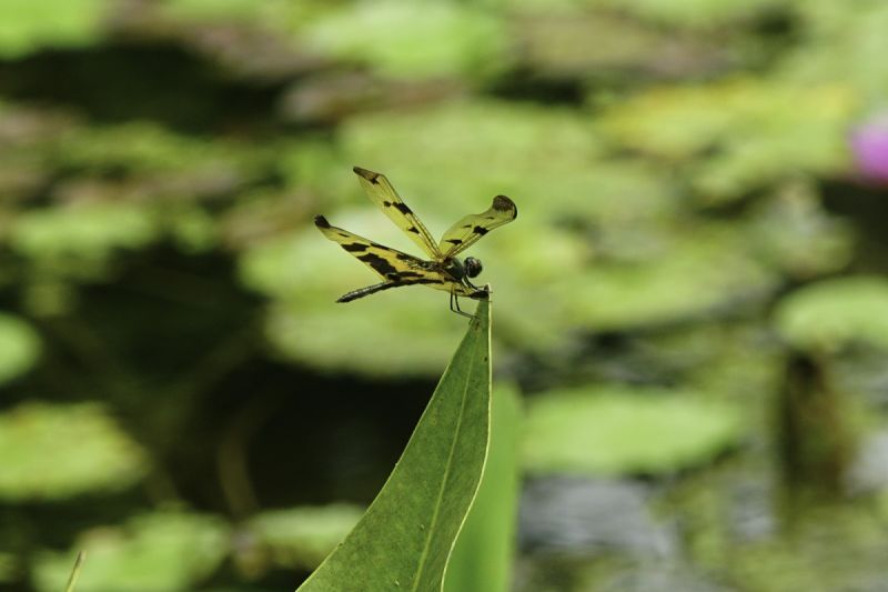 ▲記憶中滿天蜻蜓常常伴隨著雨的味道。（圖為彩裳蜻蜓／臺北市立動物園授權提供）