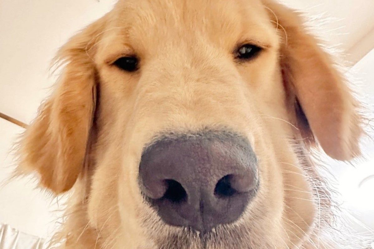 ▲飼主起床睜眼，映入眼簾的是這般可愛的畫面。（圖／Instagram：GrandMou_）