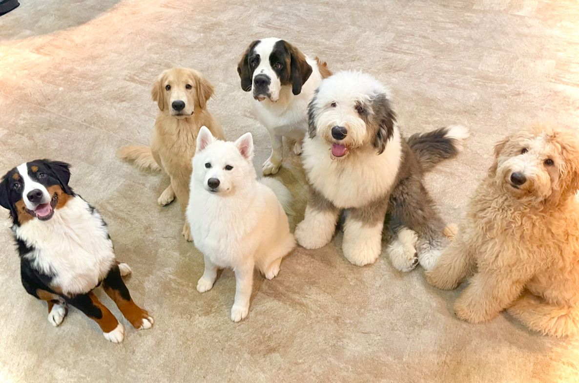 ▲越南近幾年動保意識興起，過去常見的「食狗文化」如今已逐漸不復見。（圖／報系資料照）