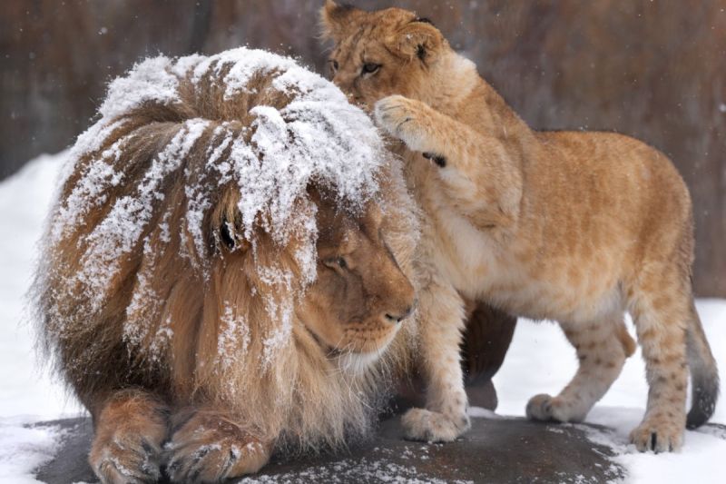 ▲旭山動物園園內一頭公獅，頭上被點點雪片覆蓋。（圖／Twitter：rikunow）
