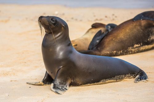 禽流感流竄阿根廷海岸　已有約2百隻海獅死亡
