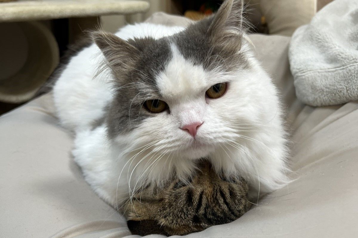 ▲頑皮貓將貓咪前輩當成坐墊。（圖／Twitter：matsutake_cat）