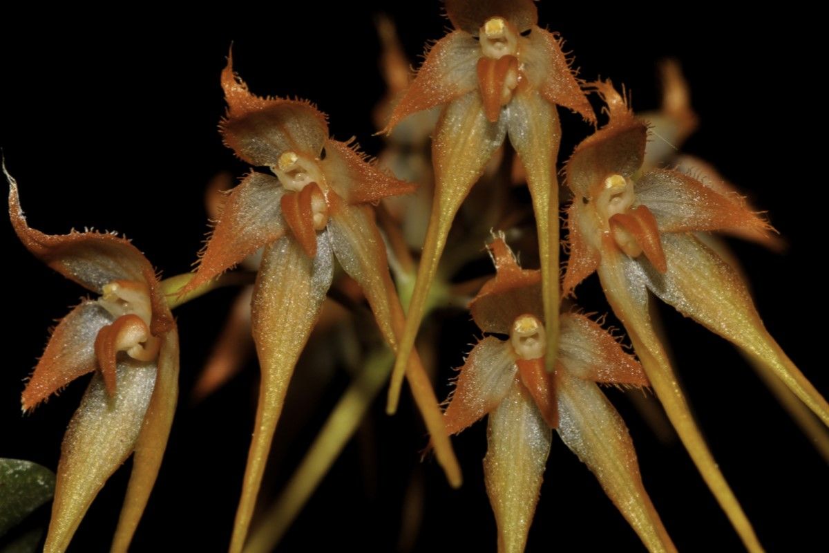 ▲臺灣捲瓣蘭因族群數量少且持續承受採集壓力，導致野外數量銳減。（圖／辜嚴倬雲植物保種中心提供）