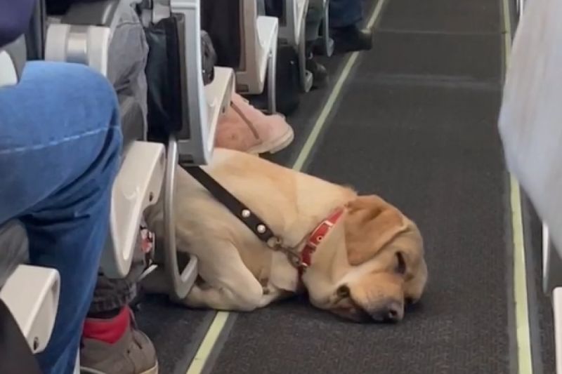 ▲俄羅斯空姐PO出值勤時遇到的狗狗。（圖／Instagram：nastyaolex） 