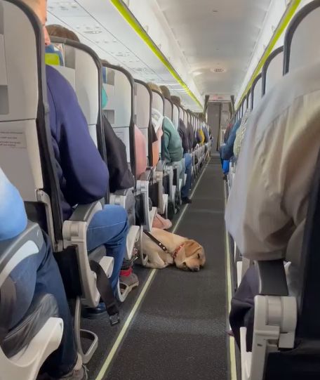 ▲空姐發現機艙內有位可愛的毛毛客人。（圖／Instagram：nastyaolex）