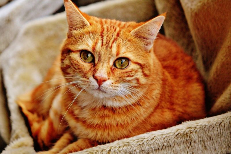 ▲原PO的媽媽熱衷於幫愛貓找寵物溝通。（示意圖，非當事貓／Pixabay）