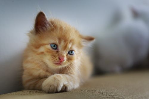 毛孩飼主看這！農業部曝寵物飼養與照顧指南　盼建立正確飼養觀念
