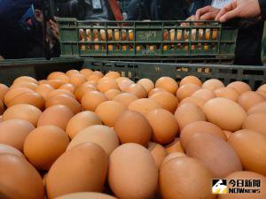 農委會拆「蛋」危機　即日起開放專案進口雞蛋到年底
