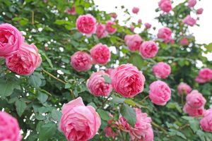 春遊台北這樣玩！情人節首選「這裡」　賞滿園玫瑰超浪漫
