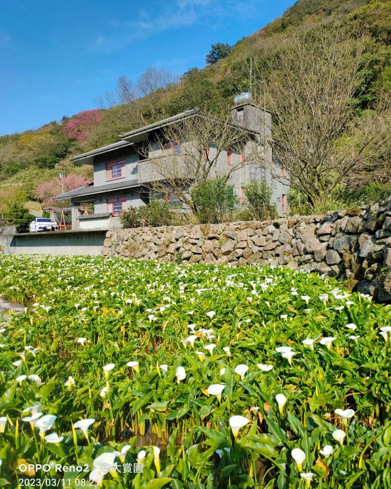 ▲竹子湖花區中的「大賞園」今稍早更新花況,配上陽明山上艷陽高照的好天氣,民眾不妨趁情人節浪漫節日來場海芋之約喔!(圖/翻攝自大賞園繡球花(海芋)臉書)