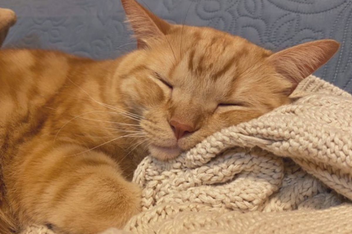 ▲若是隻非常喜歡飼主的貓咪。（圖／Instagram：tono_waka） 