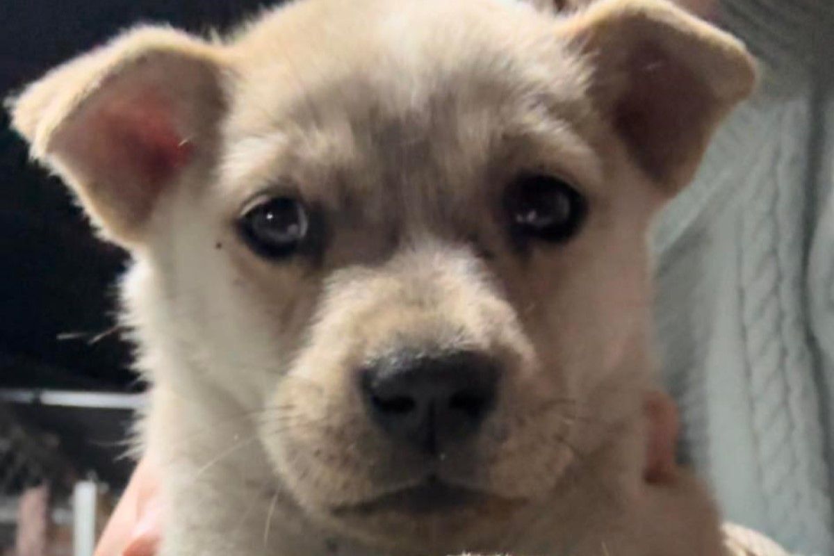 ▲小狗「可樂」是王小姐從「成大流浪動物志工」社團中領養回家的。（圖／網友王圓圓授權提供）