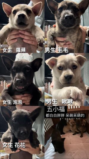 在社團所PO出的照片中,原名啾啾的可樂有著凶狠的眼神。(圖/網友王圓圓授權提供) ▲在社團所PO出的照片中,原名啾啾的可樂有著凶狠的眼神。(圖/網友王圓圓授權提供)