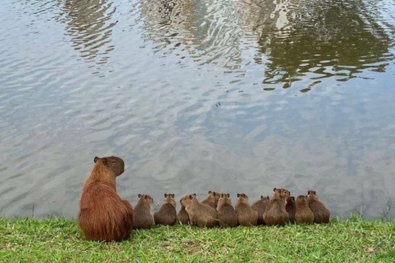 ▲水豚媽帶著12隻小水豚排排坐在湖邊。（圖／Twitter：CAPY_SOMETIMES）