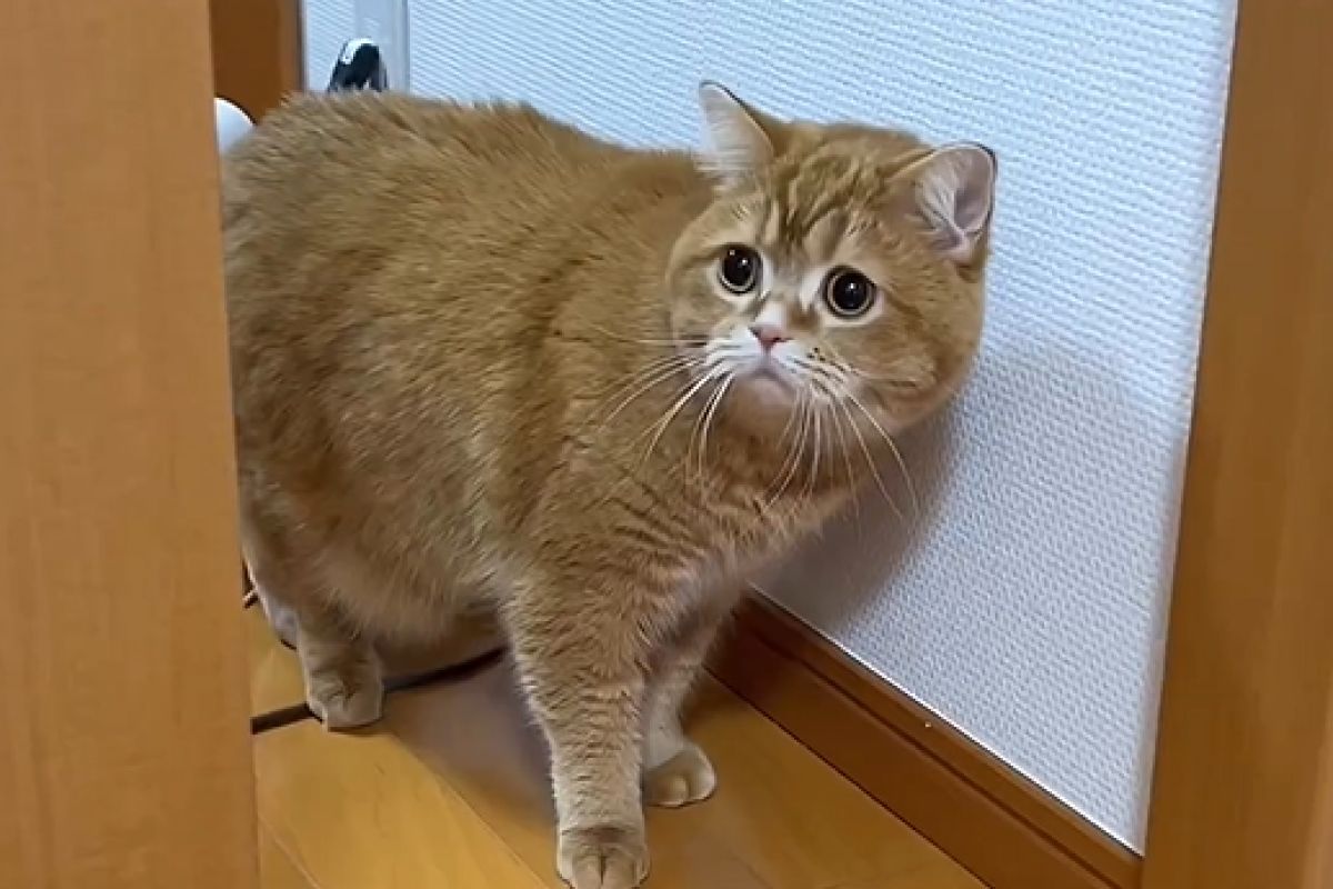 ▲橘貓Komaru第一次見到女主人生下的嬰兒。（圖／Instagram：mokomaru_10）