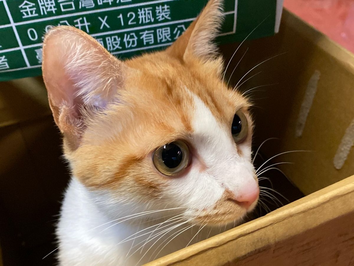 ▲你家的貓咪也很「搞威」愛講話嗎？貓行為獸醫師林子軒表示，如果貓突然性情大變，得注意牠可能生病了。（圖／記者徐銘穗攝）