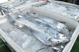 中國復台白帶魚、竹筴魚進口　漁業署曝這些魚仍被禁
