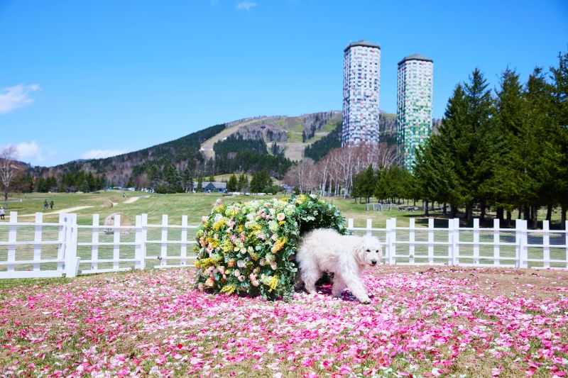 ▲圖為星野TOMAMU度假村將在4月推出的活動「農場的花開RISONARE」，其中的「花開狗狗跑道」。（圖／湯桂禎國際旅行社提供）