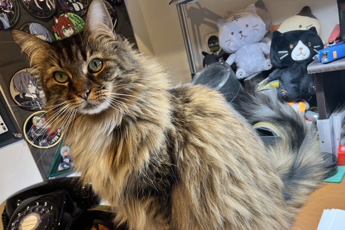 ▲日本飼主養了一隻美麗的長毛貓。（圖／Twitter：Rusjpa） 
